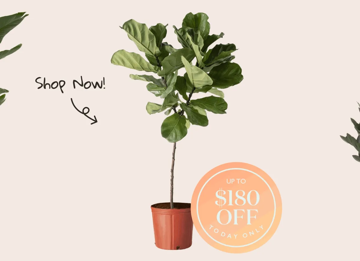 Deal of the Day: Large Floor Plants Up To $180 Off