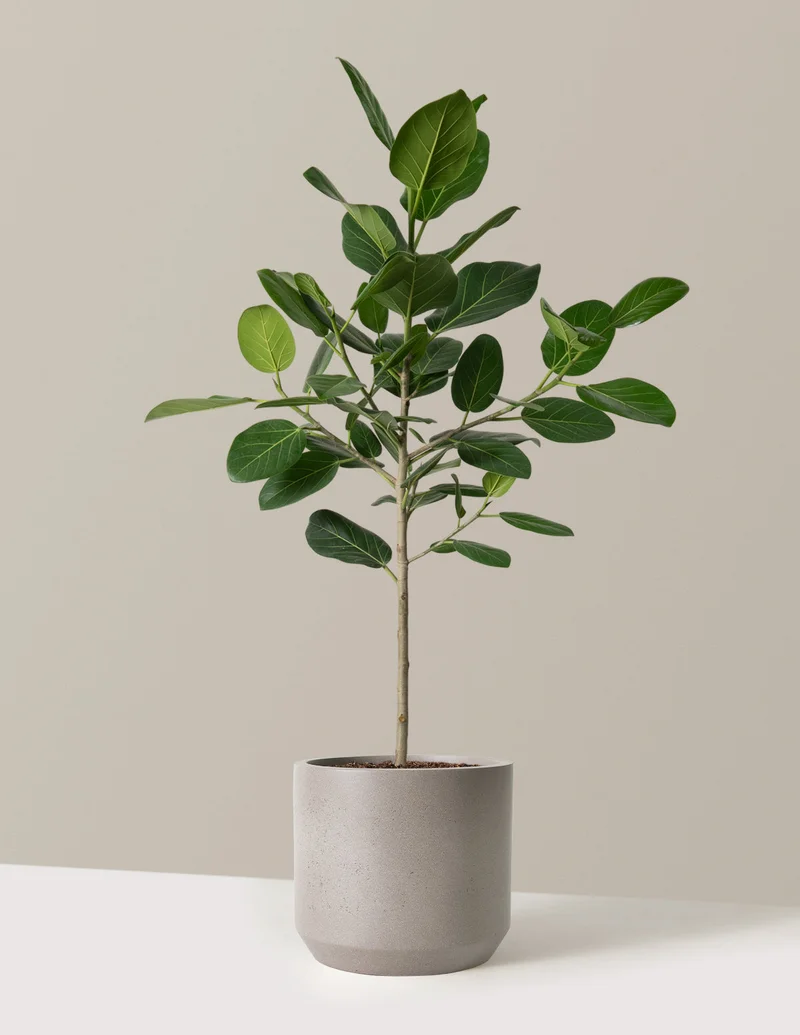 Image of Ficus Audrey Tree