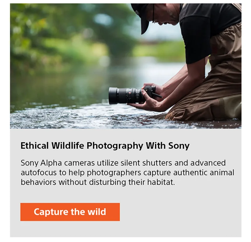 Ethical Wildlife Photography With Sony | Sony Alpha cameras utilize silent shutters and advanced autofocus to help photographers capture authentic animal behaviors without disturbing their habitat. Capture the wild