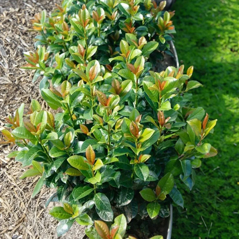 Image of Volcano Cherry Laurel