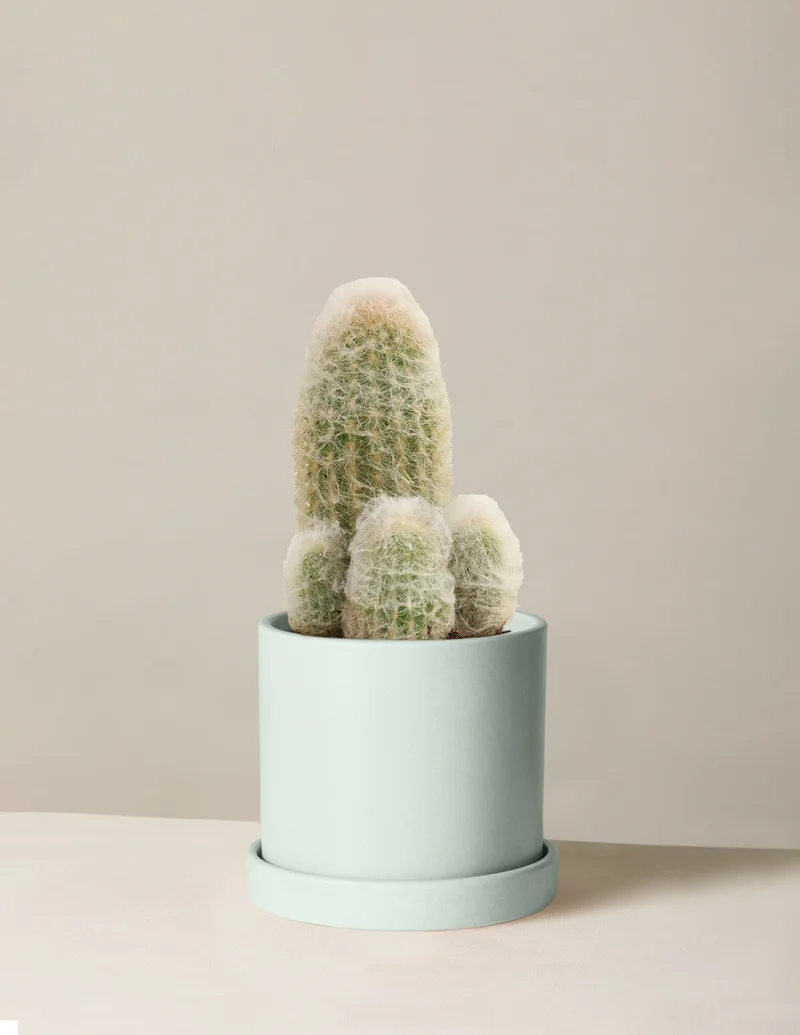 Image of Peruvian Nana Cactus