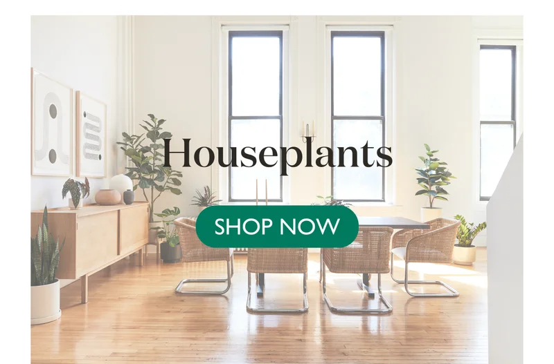 Shop Houseplants