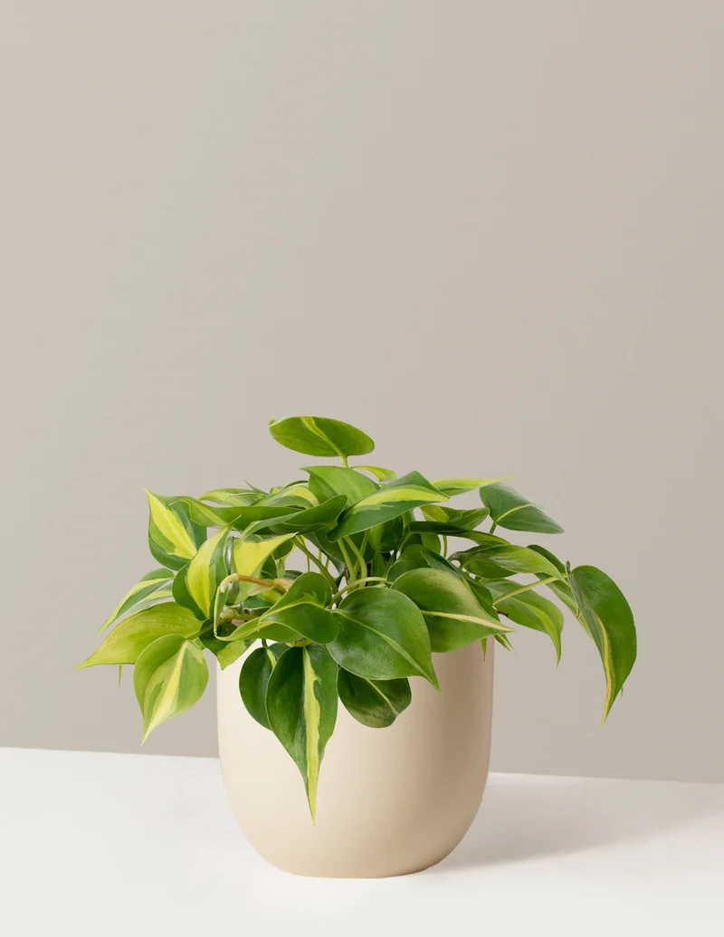 Image of Philodendron Brasil