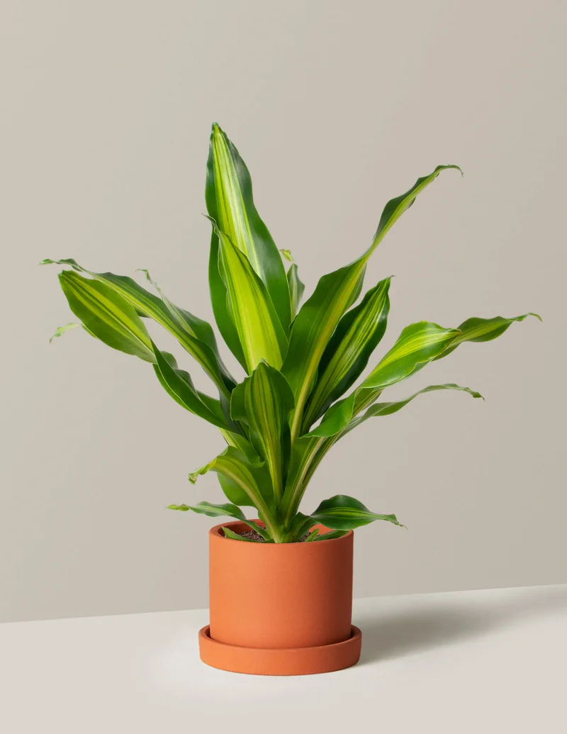 Image of Dracaena Giganta