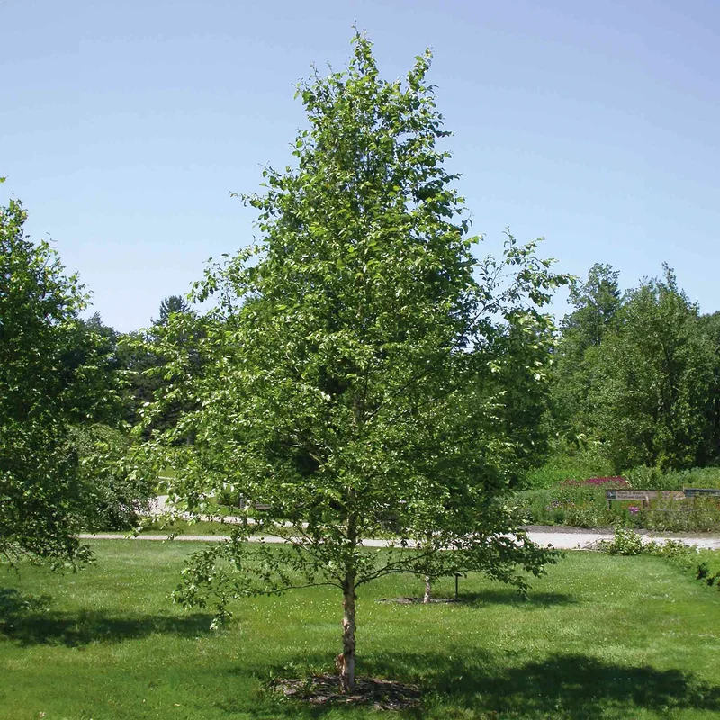 Image of Dura Heat® Birch Tree