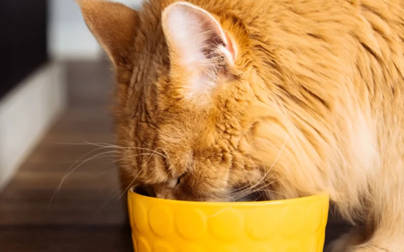 A cats face in a yellow bowl.