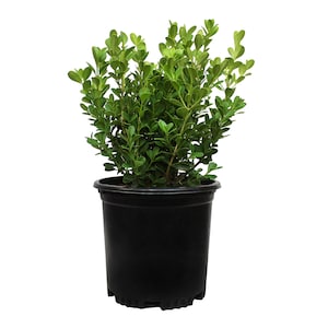 Up to 25% Off Select Plants