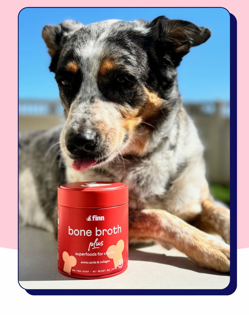 Photo of a cattle dog with their tongue out, pointing towards Finn Bone Broth Plus tin