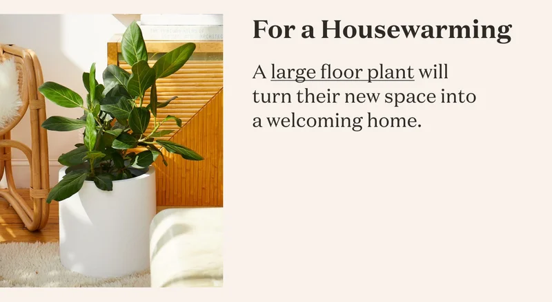 For a Housewarming a large floor plant will turn their space into a welcoming home.