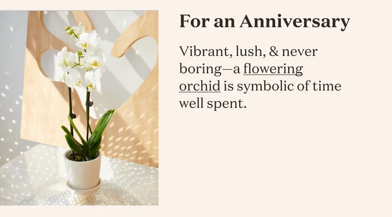 For an Anniversary: Vibrant, lush, and never boring - a flowering orchid is symbolic of time well spent.