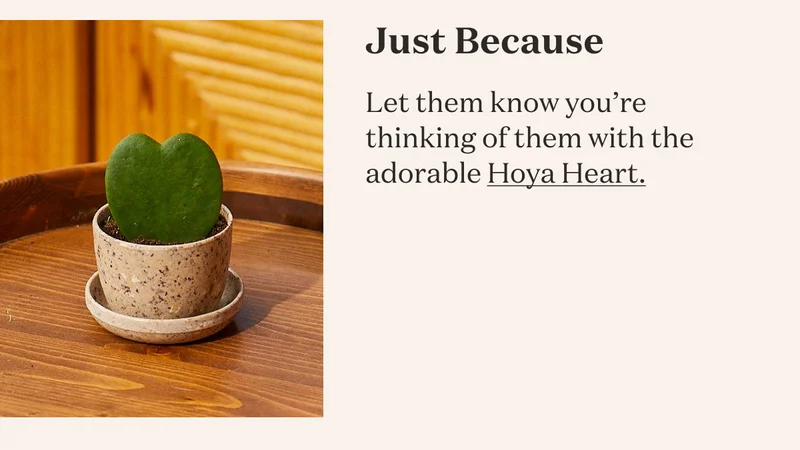 Just Because: Let them know you're thinking of them with the adorable Hoya Heart.