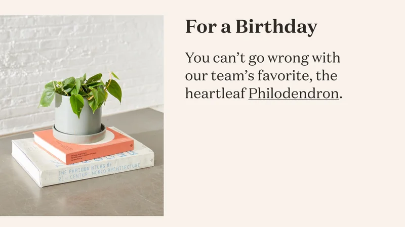 For a Birthday you can't go wrong with our team's favorite, the heartleaf Philodendron.