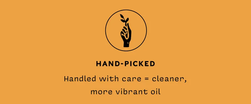 Hand-Picked    Handled with care = cleaner, more vibrant oil