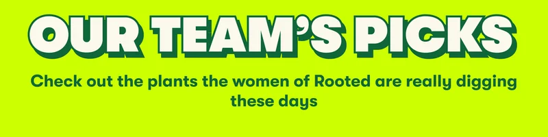 OUR TEAM’S PICKS | Check out the plants the women of Rooted are really digging these days