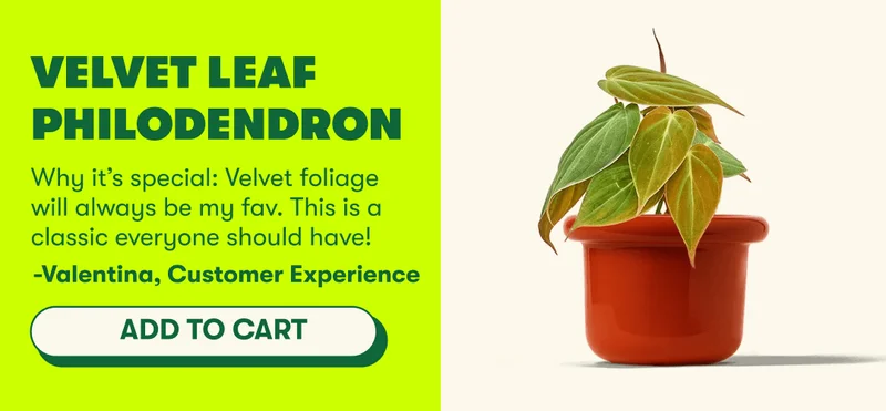 Velvet Leaf Philodendron | Why it’s special: Velvet foliage will always be my fav. This is a classic everyone should have! - Valentina, Customer Experience [ADD TO CART]
