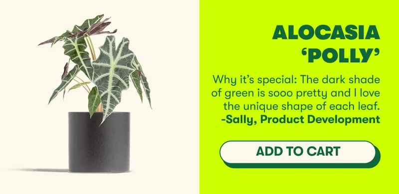 Alocasia ‘Polly’ | Why it’s special: The dark shade of green is sooo pretty and I love the unique shape of each leaf. - Sally, Product Development [ADD TO CART]