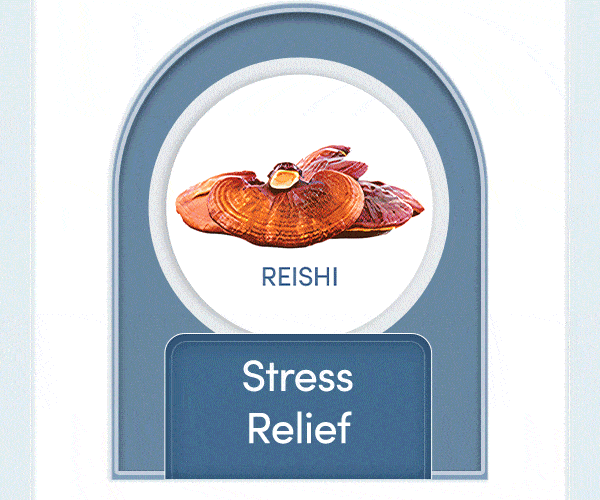 melatonin - sleep support, reishi - stress relief, glycine - improves collagen production, cocoa - improved blood flow, l-theanine - mood support, chicory - healthy digestion