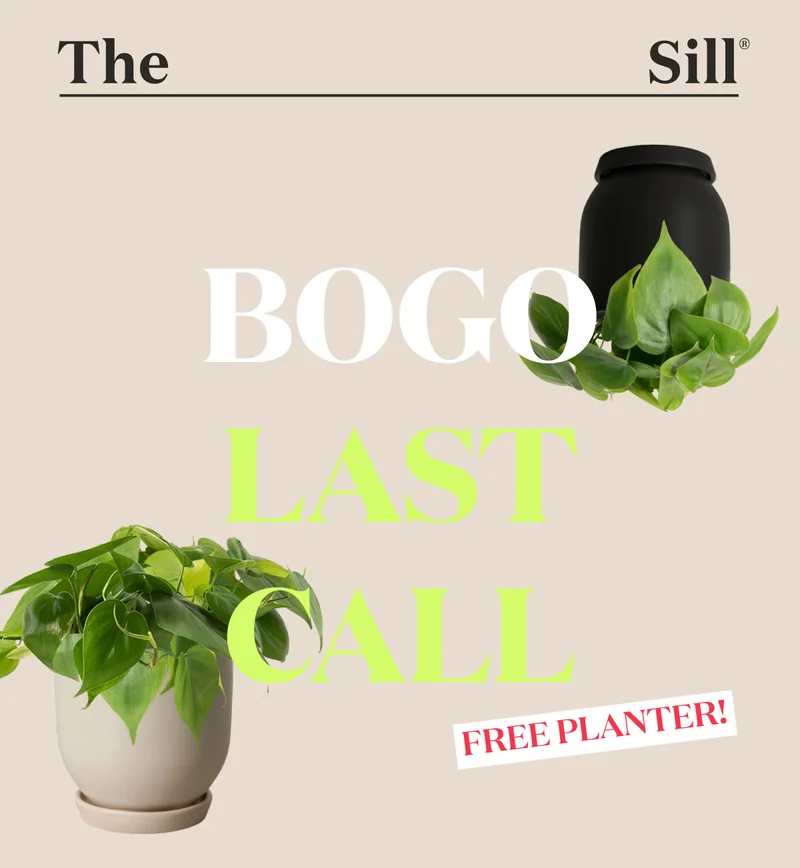 Buy a Small Philodendron Green, Get a Westcott Planter On Us