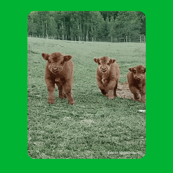 Animation: Fluffy Highland cows walking toward you for hugs. Animation credit: Reddit @gavindec95