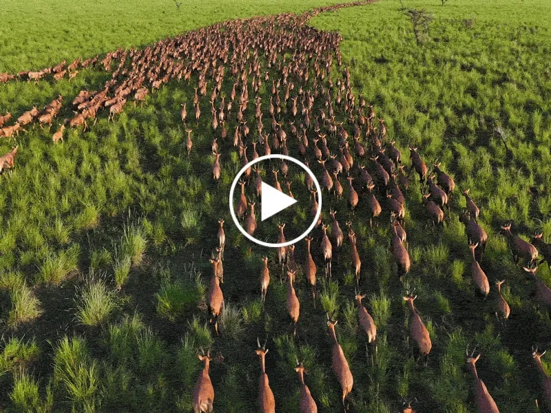 Video of animals migrating