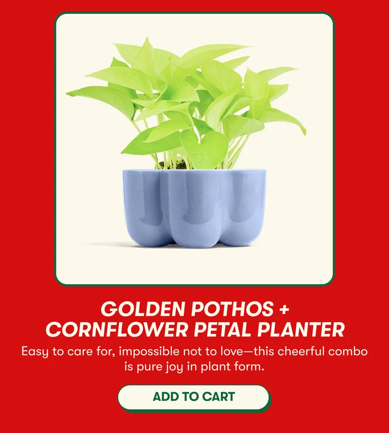 Golden Pothos + Cornflower Petal Planter Easy to care for, impossible not to love—this cheerful combo is pure joy in plant form. [ADD TO CART]