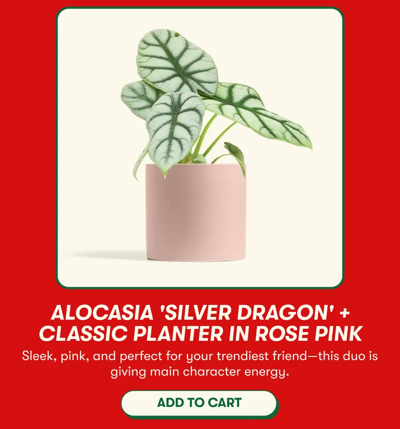Alocasia 'Silver Dragon' + Classic Planter in Rose Pink Sleek, pink, and perfect for your trendiest friend—this duo is giving main character energy. [ADD TO CART]