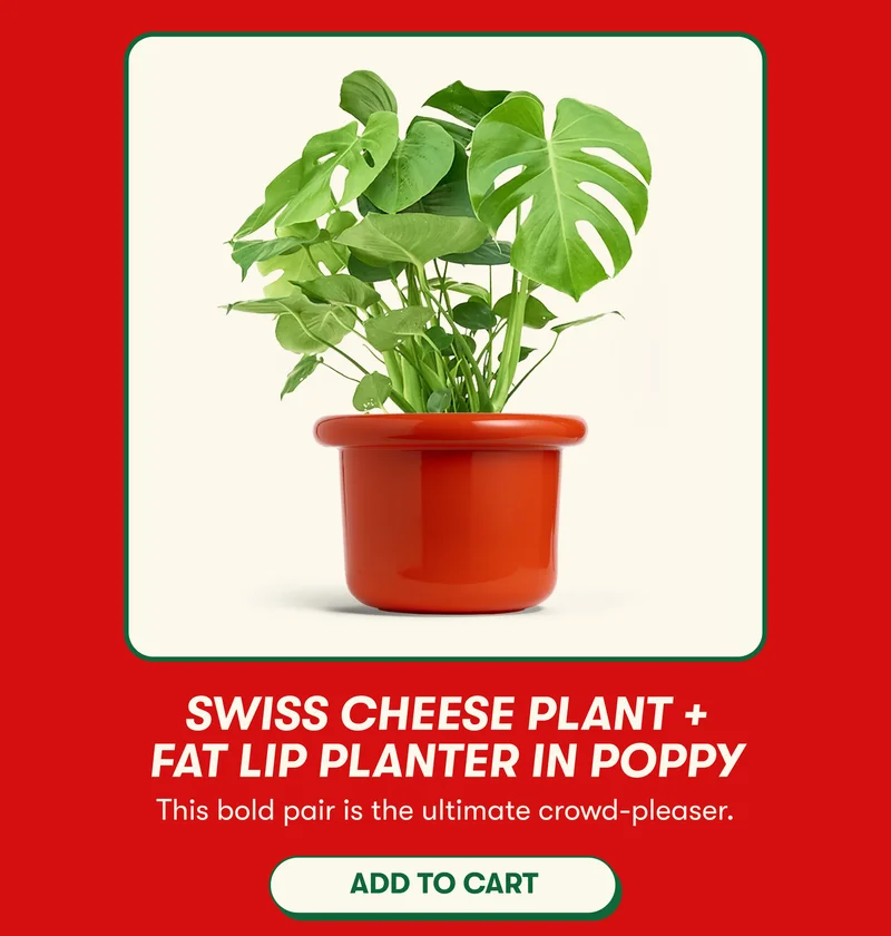 Swiss Cheese Plant + Fat Lip Planter in Poppy This bold pair is the ultimate crowd-pleaser. [ADD TO CART]