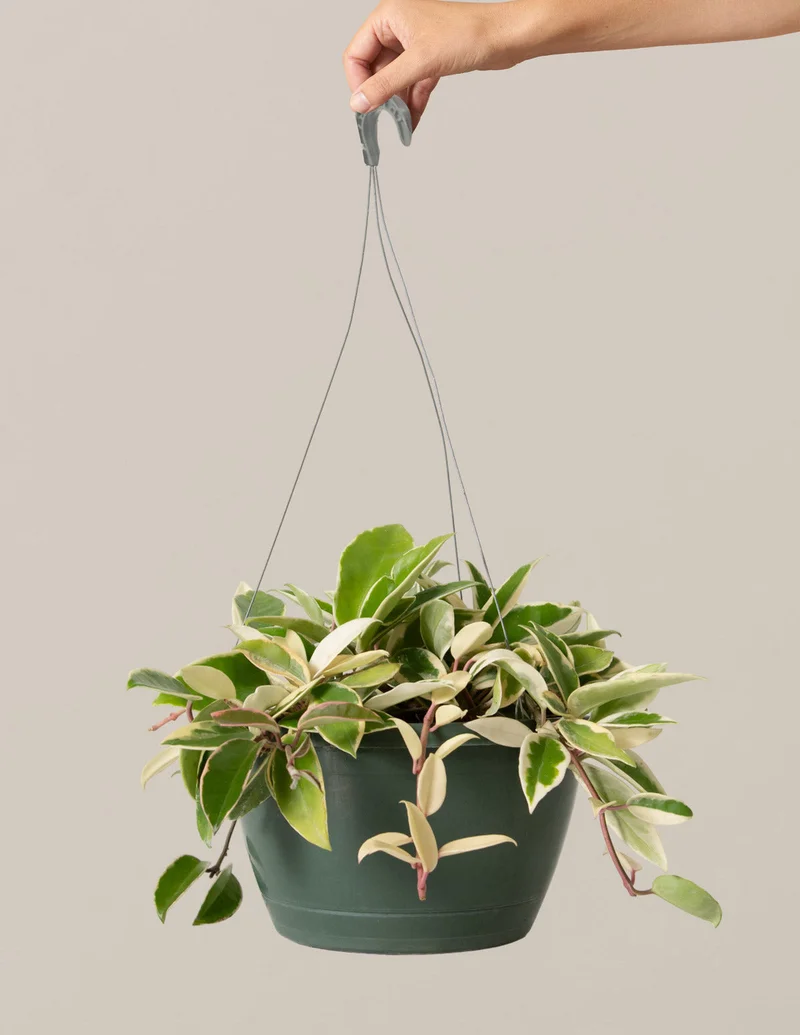 Image of Hoya Tricolor Hanging Basket