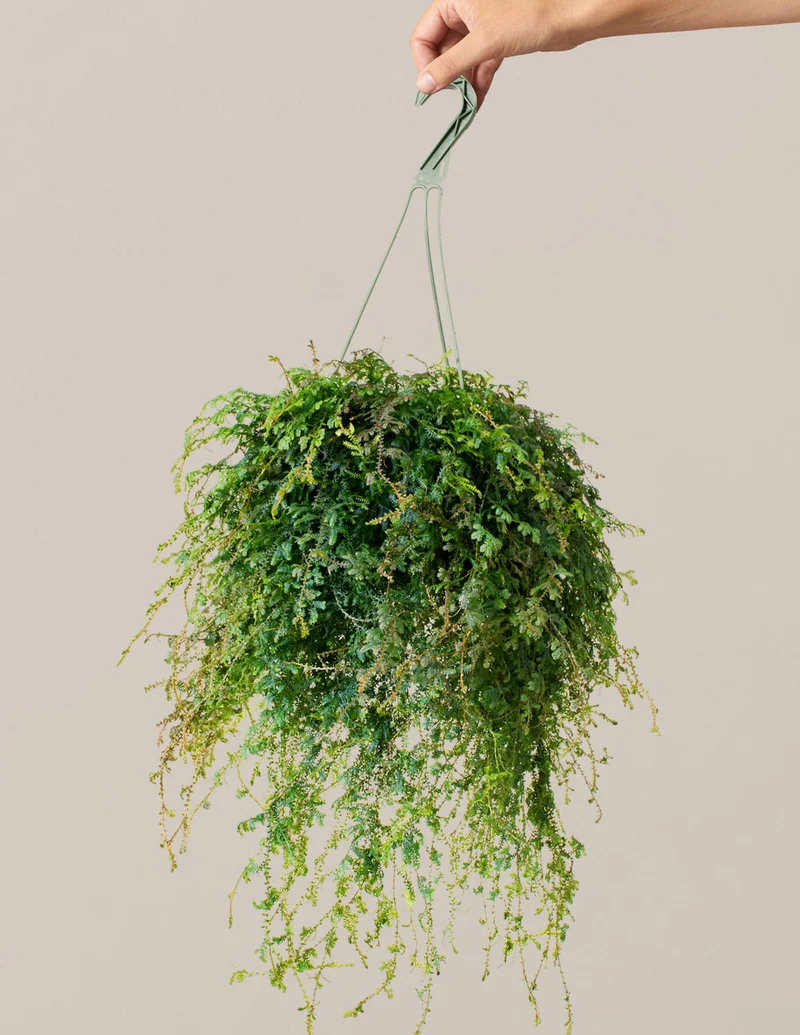 Image of Peacock Fern Hanging Basket