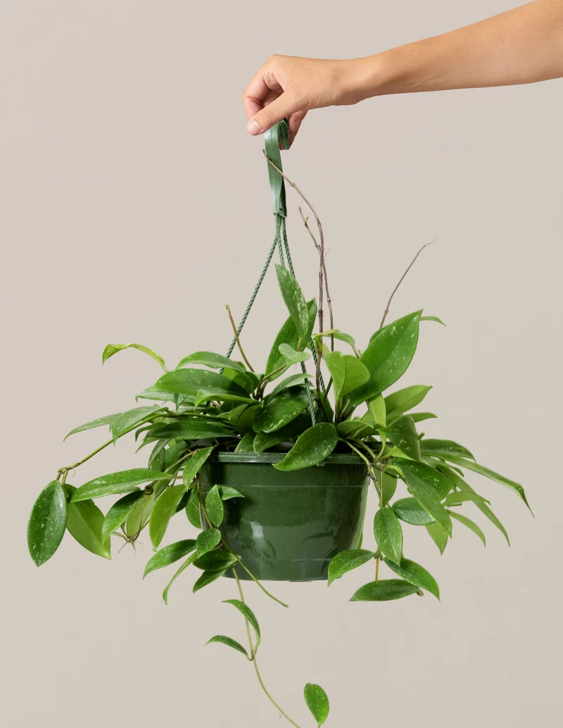 Image of Hoya pubicalyx Hanging Basket