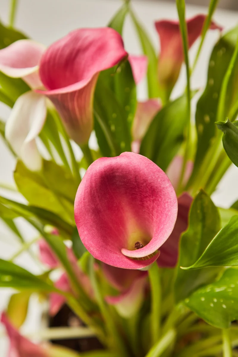 Image of Calla Lily