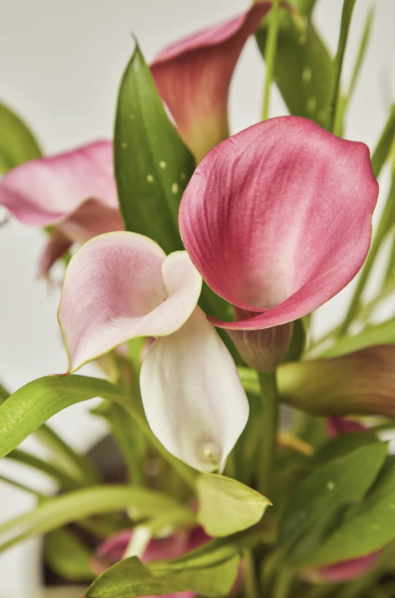 house plant elixir