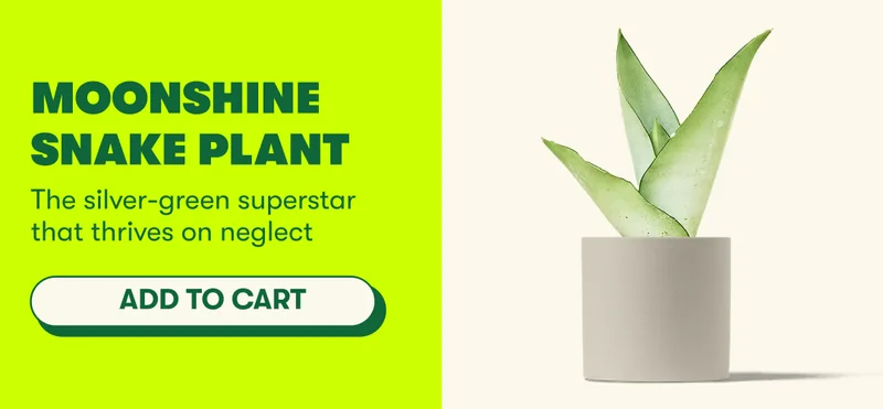 Moonshine Snake Plant The silver-green superstar that thrives on neglect [ADD TO CART]