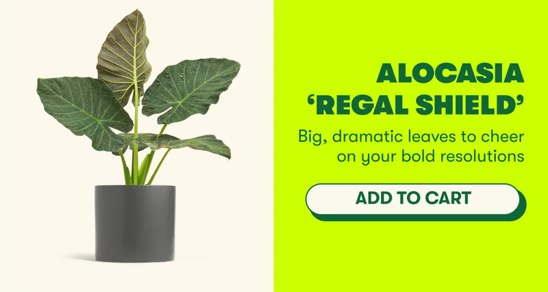 Alocasia ‘Regal Shield' Big, dramatic leaves to cheer on your bold resolutions  [ADD TO CART]