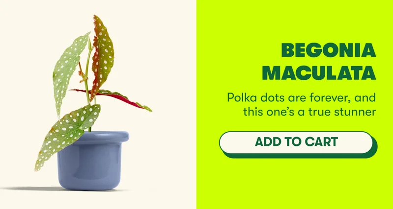 Begonia maculata Polka dots are forever, and this one’s a true stunner [ADD TO CART]