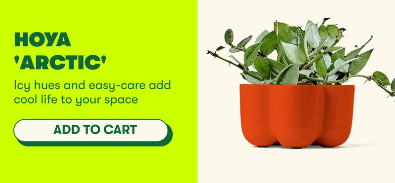 Hoya 'Arctic' Icy hues and easy-care add cool life to your space [ADD TO CART]