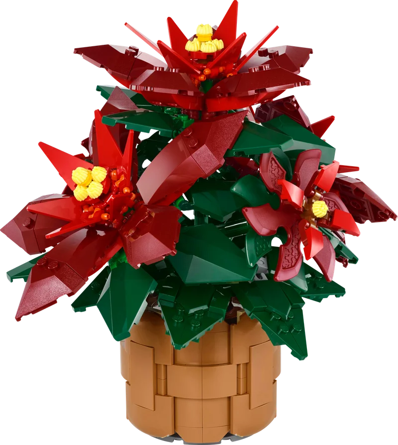 Poinsettia