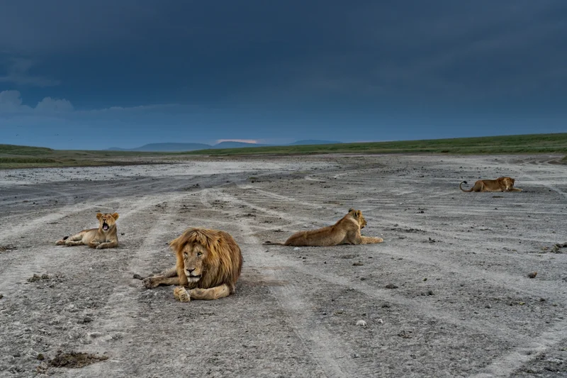 Tire tracks left by tourist-filled safari vehicles etch a dusty expanse where lions rest in Tanzania’s Hidden Valley. It’s March, and these apex predators have fed well on wildebeest herds calving nearby—the newborns are especially vulnerable. Later in the year, when the herds have followed the rains north in search of better grazing, lions here struggle to find enough prey, and some inevitably starve to death. It’s the boom-and-bust cycle of the Serengeti region that predators of the plains live and die by.