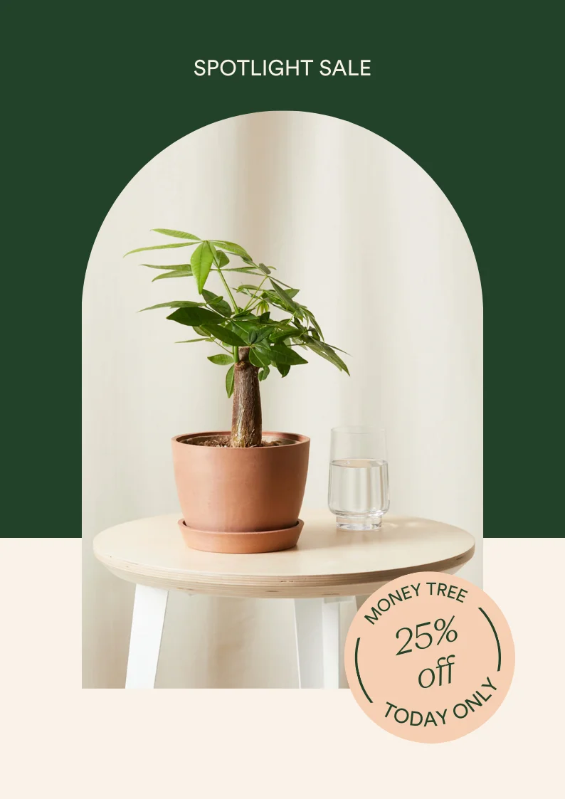 Save 25% on the Money Tree