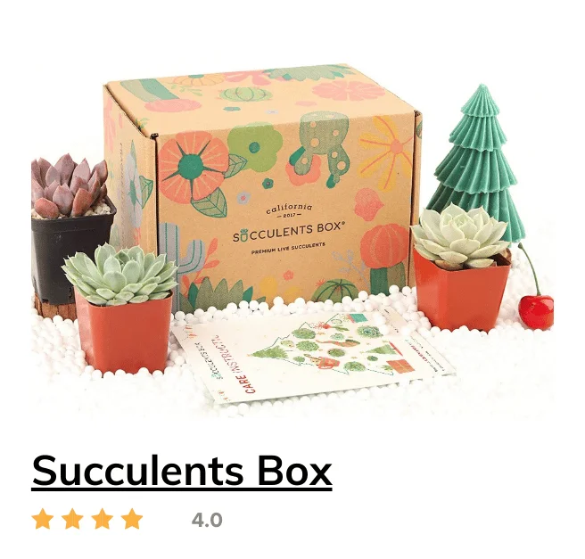 Succulents Box