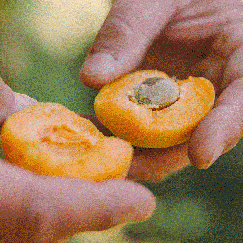 Homegrown Organics