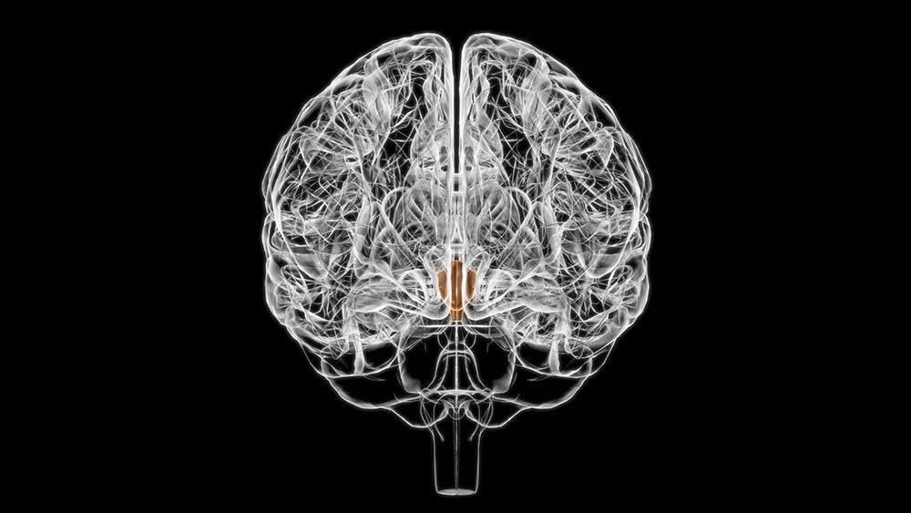 The brain’s hypothalamus, shown in brown