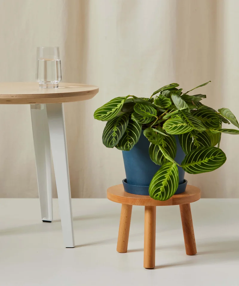 Image of Neon Prayer Plant