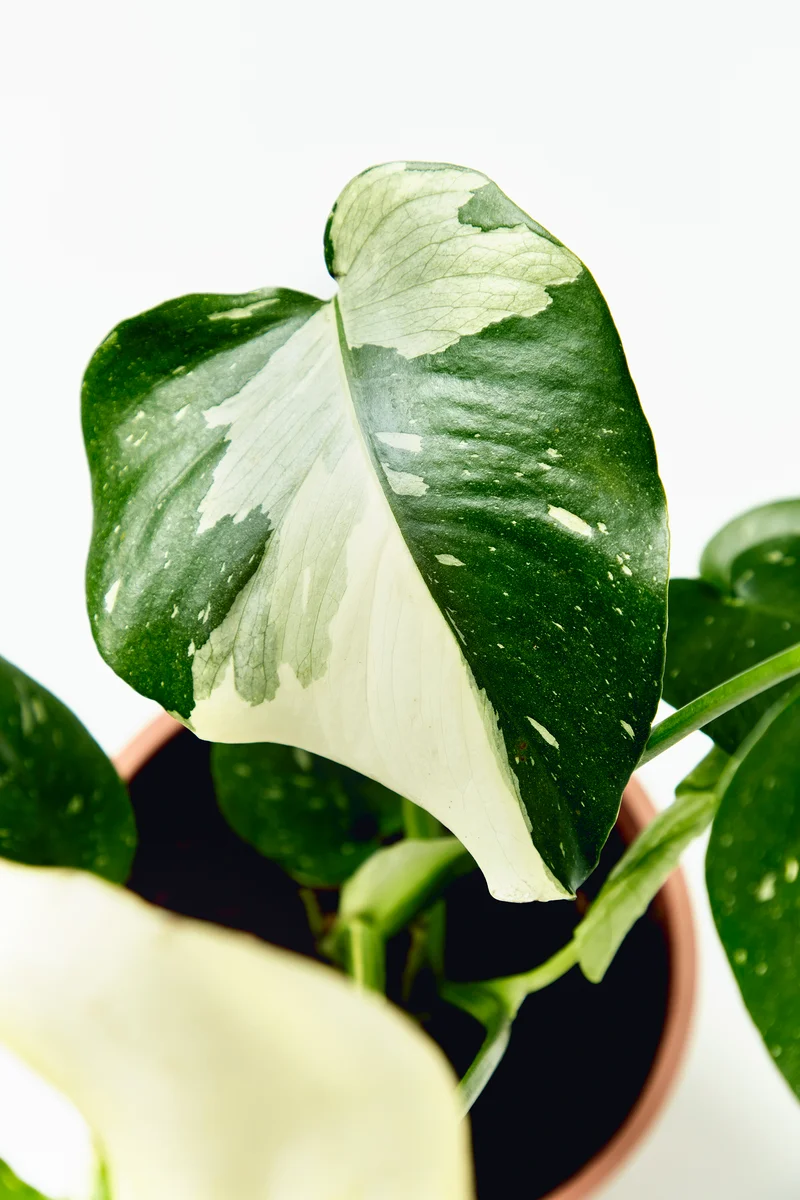 Coffee Plant close-up