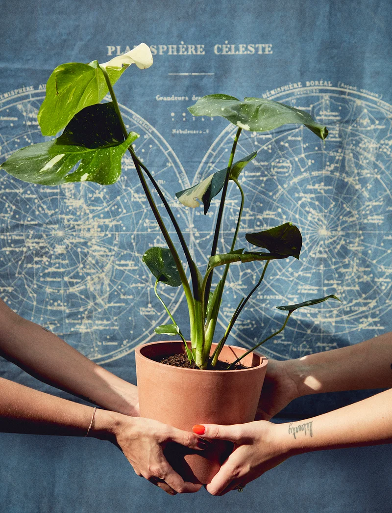 Shop the Coffee Plant