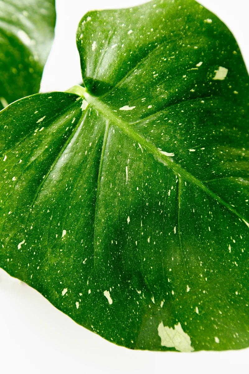 Coffee Plant close-up