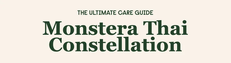 monstera thai constellation