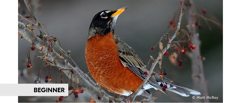 Planning, Preparing and Positioning for Successful Backyard Bird Photography