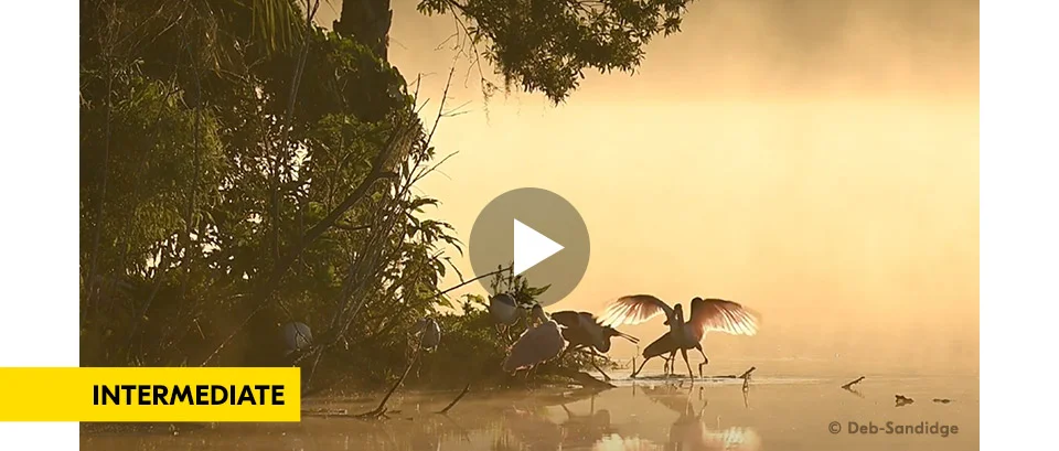 The Z6III in Action from Stills to Slow Motion