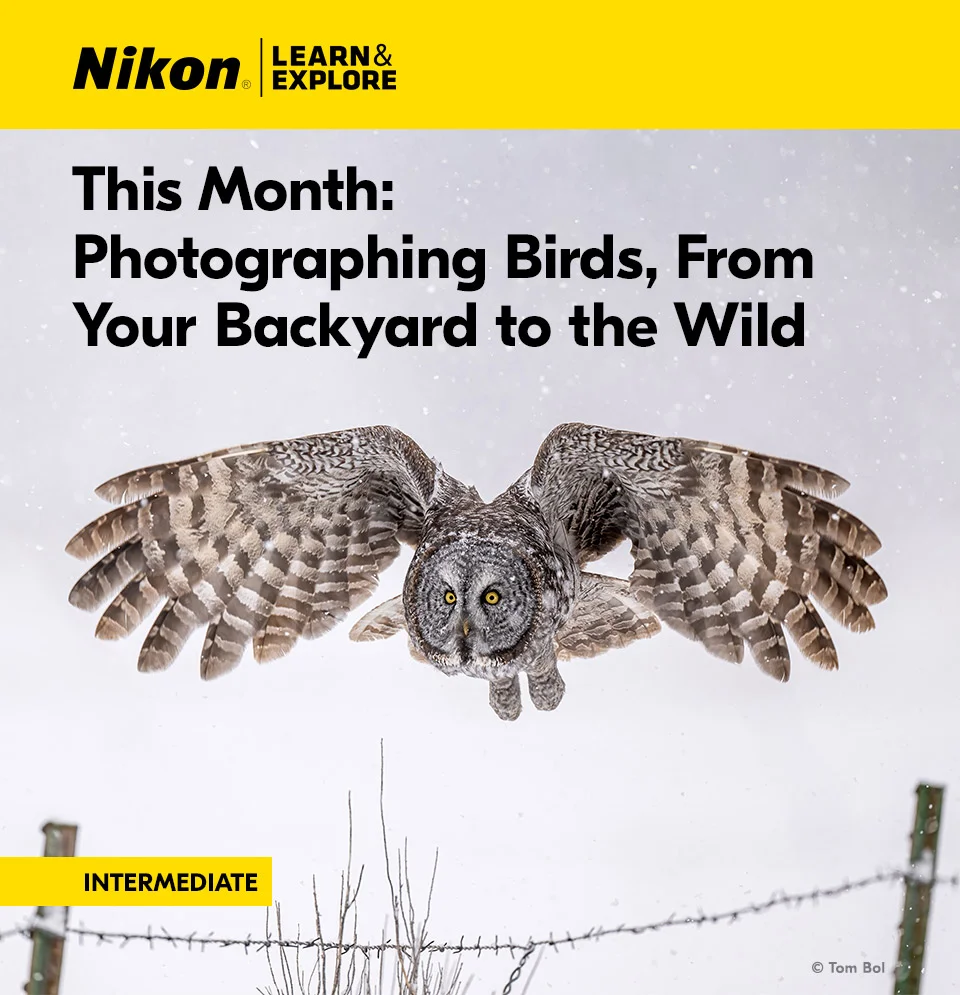 Nikon Learn and Explore | This Month: Photographing Birds, From Your Backyard to the Wild